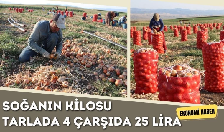 Soğanın Kilosu Tarlada 4 Çarşıda 25 Lira