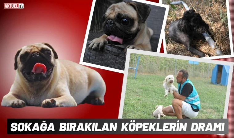 Sokağa Bırakılan Köpeklerin Dramı