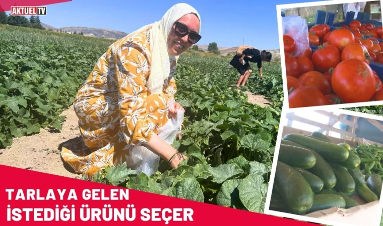 Tarlaya Gelen İstediğini Seçer