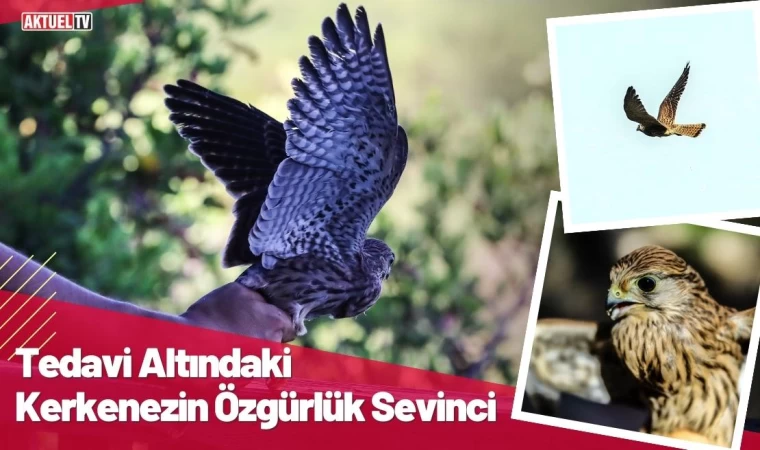 Tedavi Altındaki Kerkenezin Özgürlük Sevinci