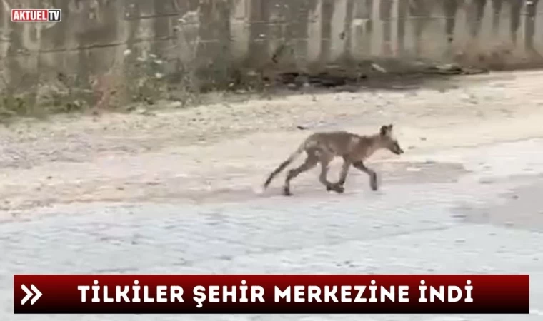 Tilkiler Şehir Merkezine İndi