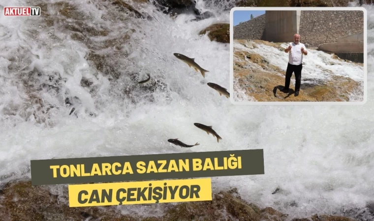 Tonlarca Sazan Balığı Can Çekişiyor