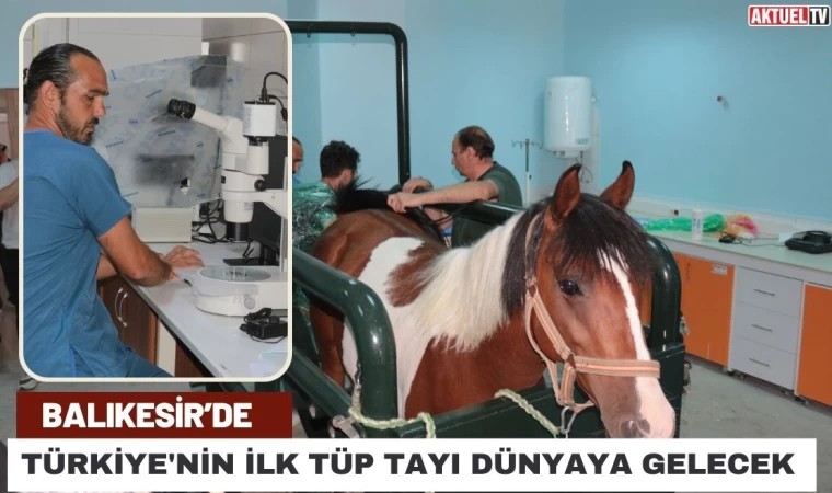 Türkiye'nin İlk Tüp Tayı Dünyaya Gelecek