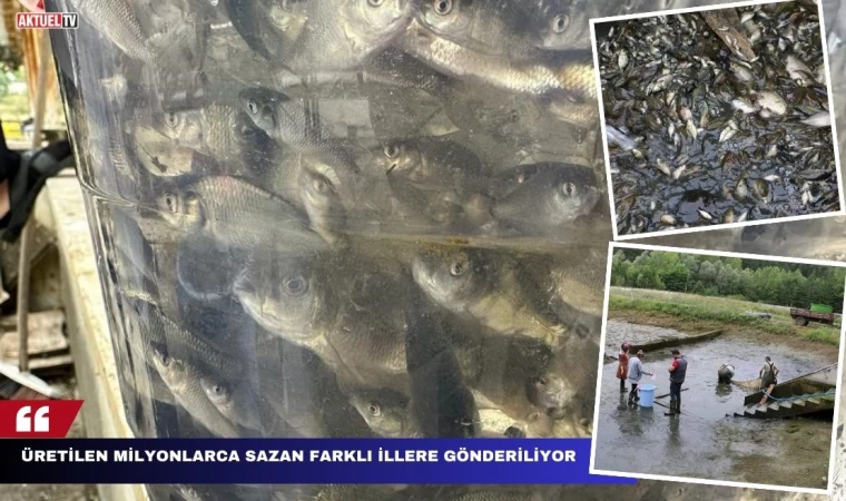 Üretilen Milyonlarca Sazan Farklı İllere Gönderiliyor