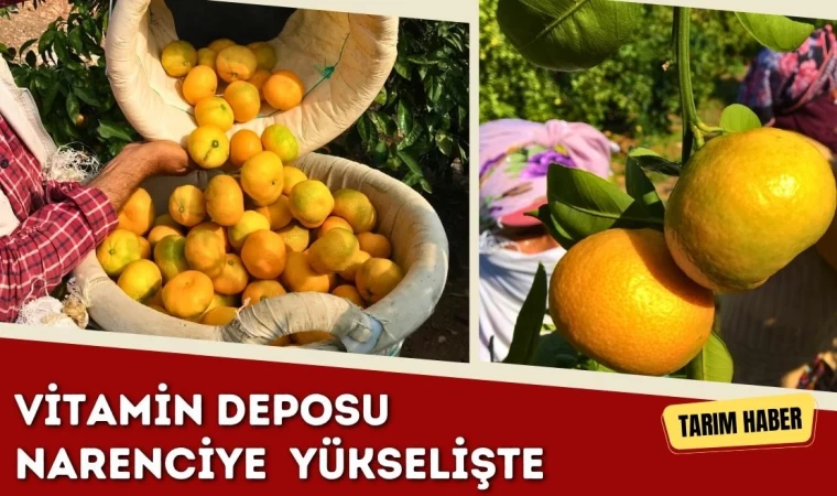 Vitamin Deposu Narenciye Yükselişte