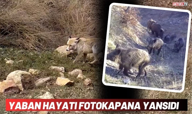 Yaban Hayatı Fotokapana Yansıdı