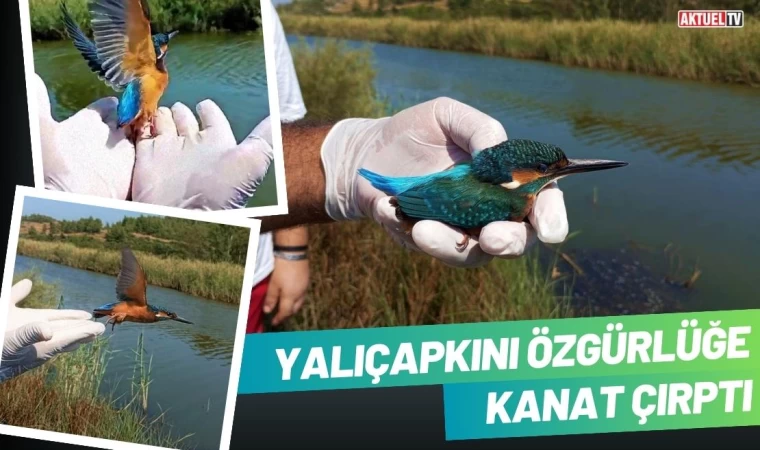 Yalıçapkını Özgürlüğe Kanat Çırptı