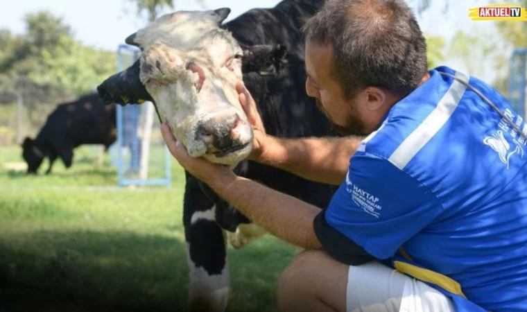 Yangında Yaralanan Boğa, Emekli Hayvan Çiftliği'nde