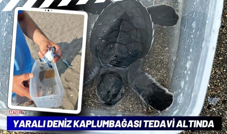 Yaralı Deniz Kaplumbağası Tedavi Altında