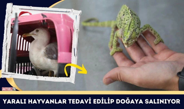 Yaralı Hayvanlar Tedavi Edilip Doğaya Salınıyor