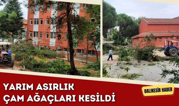 Balıkesir'de Yarım Asırlık Ağaçlar Kesildi