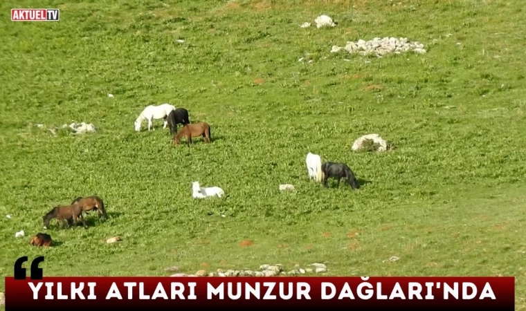 Yılkı Atları Munzur Dağları’nda