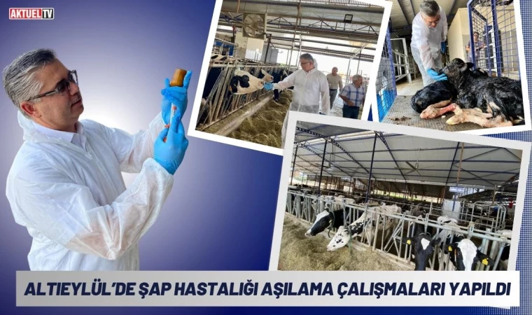 Altıeylül’de Şap Hastalığı Aşılama Çalışmaları Yapıldı