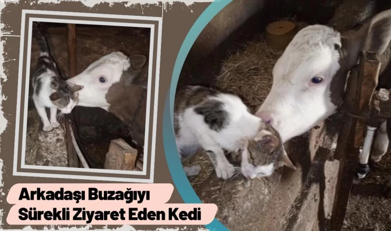 Arkadaşı Buzağıyı Sürekli Ziyaret Eden Kedi