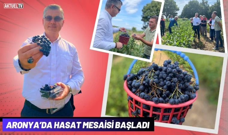 Aronya’da Hasat Mesaisi Başladı