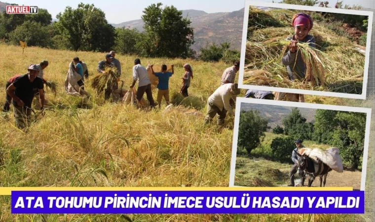 Ata Tohumu Pirincin İmece Usulü Hasadı Yapıldı