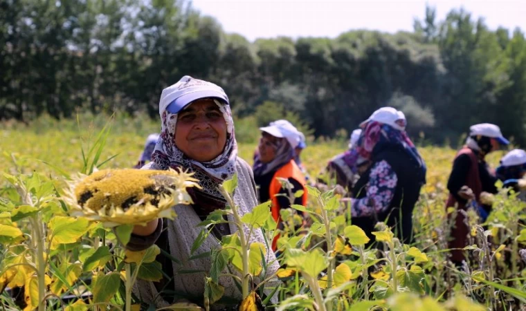 Ayçiçeği Hasadı Sevinci