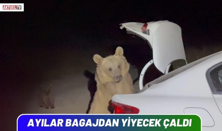 Ayılar Bagajdan Yiyecek Çaldı