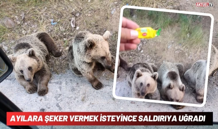 Ayılara Şeker Vermek İstedi, Saldırıya Uğradı