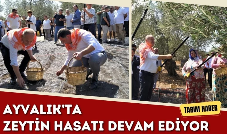 Ayvalık’ta Zeytin Hasatı Devam Ediyor