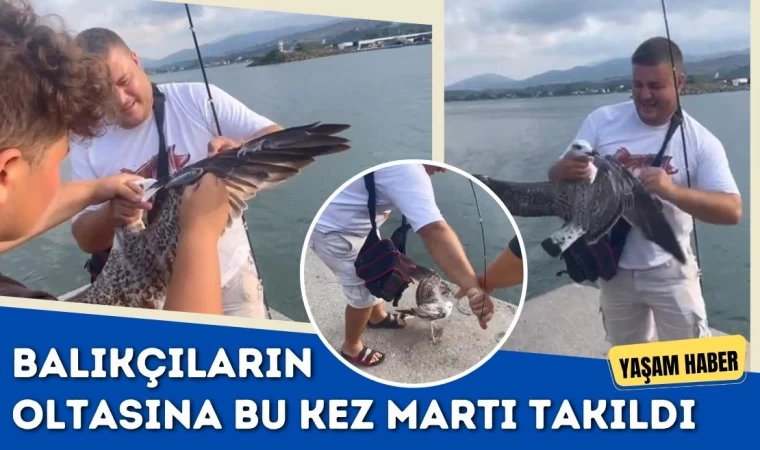 Balıkçıların Oltasına Bu Kez Martı Takıldı