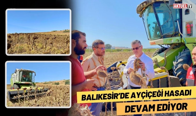 Balıkesir’de Ayçiçeği Hasadı Devam Ediyor