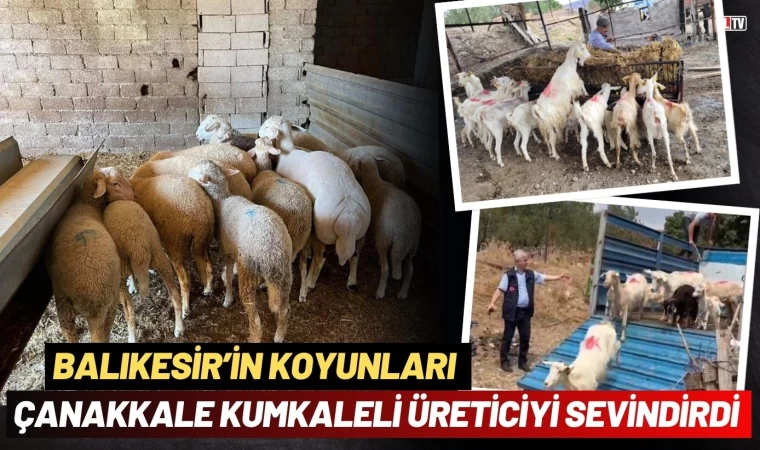 Balıkesir’in Koyunları Çanakkaleli Üreticiyi Sevindirdi