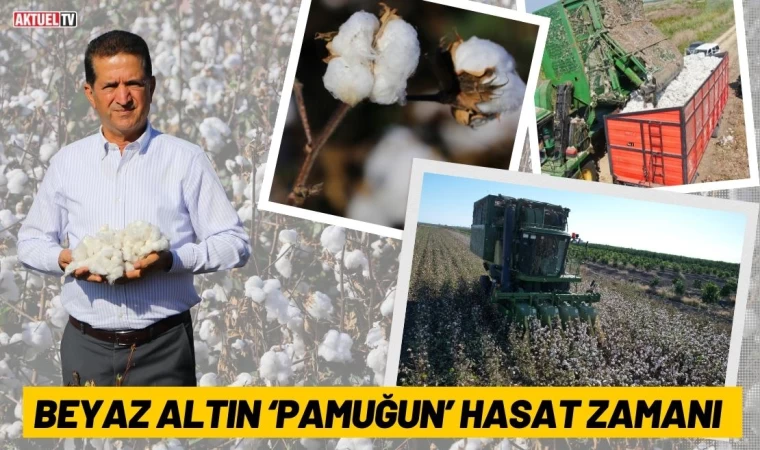 Beyaz Altın ‘Pamuğun’ Hasat Zamanı