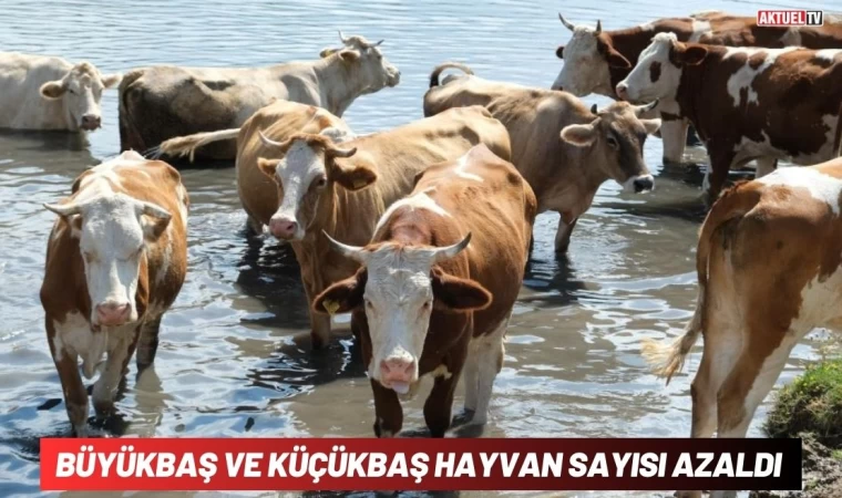 Büyükbaş ve Küçükbaş Hayvan Sayısı Azaldı