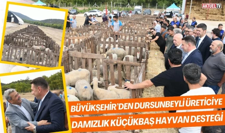 Büyükşehir’den Dursunbeyli Üreticiye Damızlık Küçükbaş Hayvan Desteği