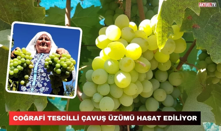 Coğrafi Tescilli Çavuş Üzümü Hasat Ediliyor