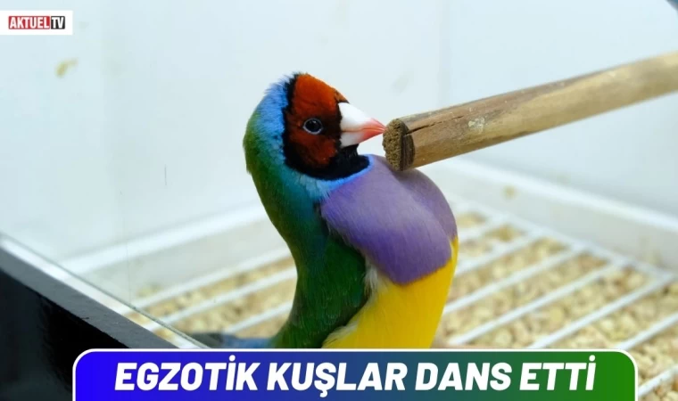 Egzotik Kuşlar Dans Etti