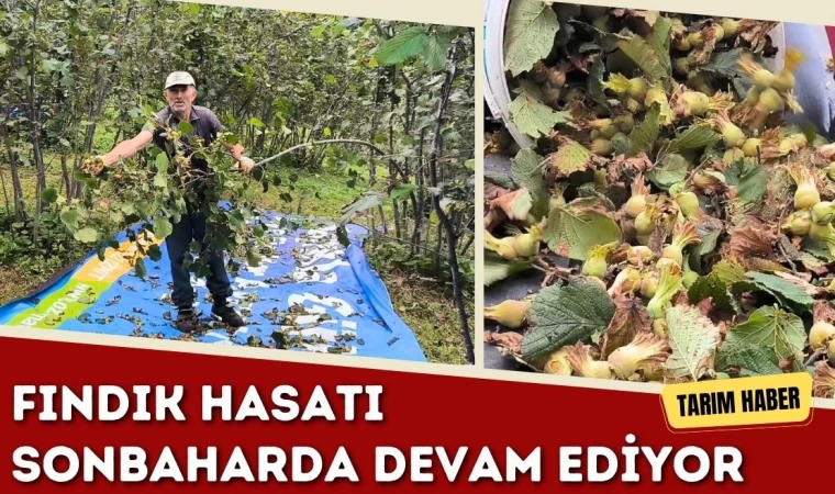 Fındık Hasatı Sonbaharda Devam Ediyor