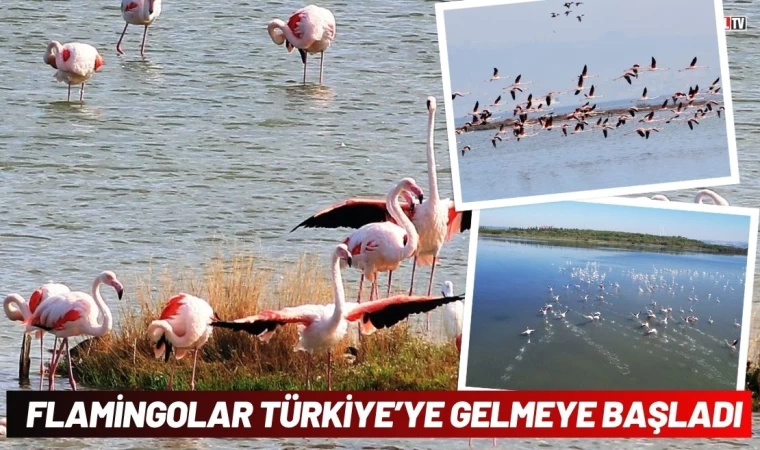 Flamingolar Türkiye’ye Gelmeye Başladı