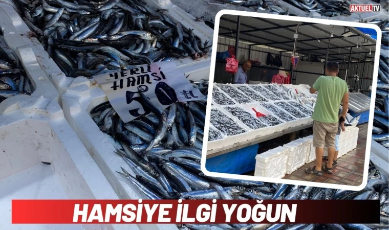 Hamsiye İlgi Yoğun