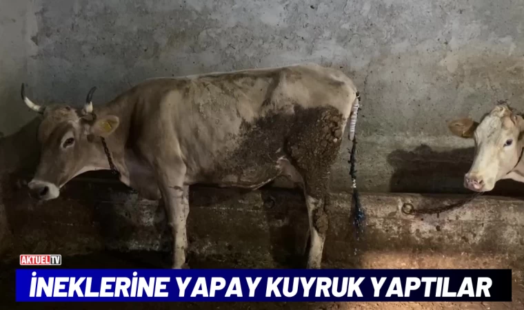 İneklerine Yapay Kuyruk Yaptılar