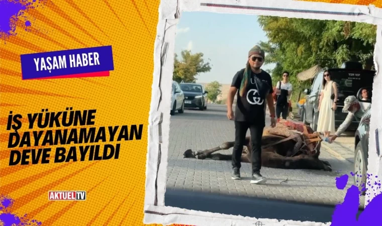 İş Yüküne Dayanamayan Deve Bayıldı