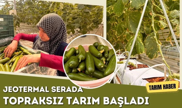 Jeotermal Serada Topraksız Tarım Başladı