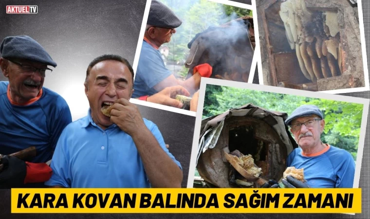 Kara Kovan Balında Sağım Zamanı