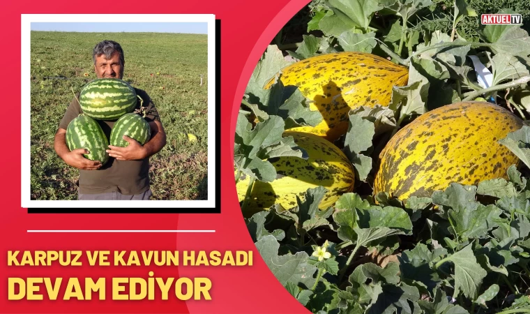 Karpuz ve Kavun Hasadı Devam Ediyor