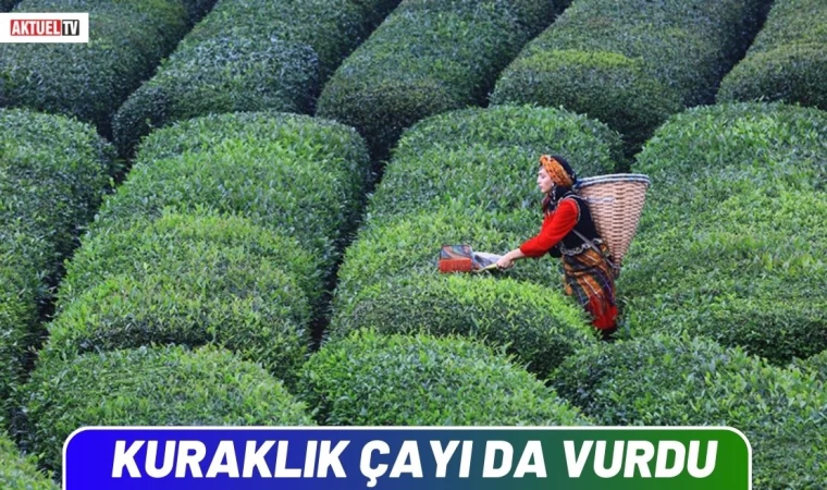 Kuraklık Çayı da Vurdu