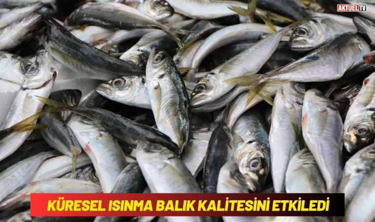 Küresel Isınma Balık Kalitesini Etkiledi