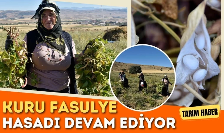 Kuru Fasulye Hasadı Devam Ediyor