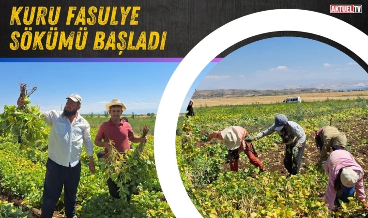 Kuru Fasulye Sökümü Başladı