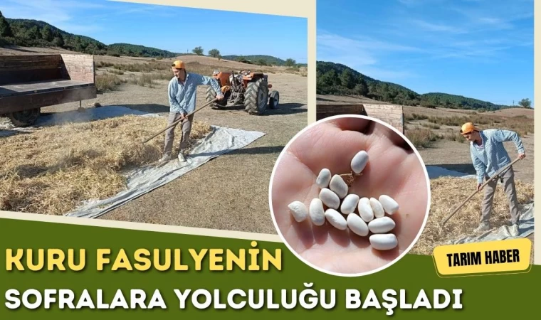 Kuru Fasulyenin Sofralara Yolculuğu Başladı