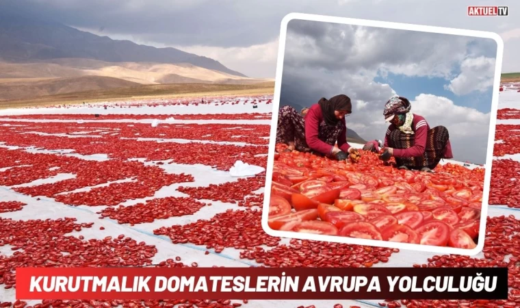 Kurutmalık Domateslerin Avrupa Yolculuğu