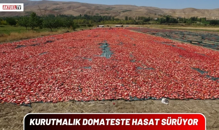 Kurutmalık Domateste Hasat Sürüyor