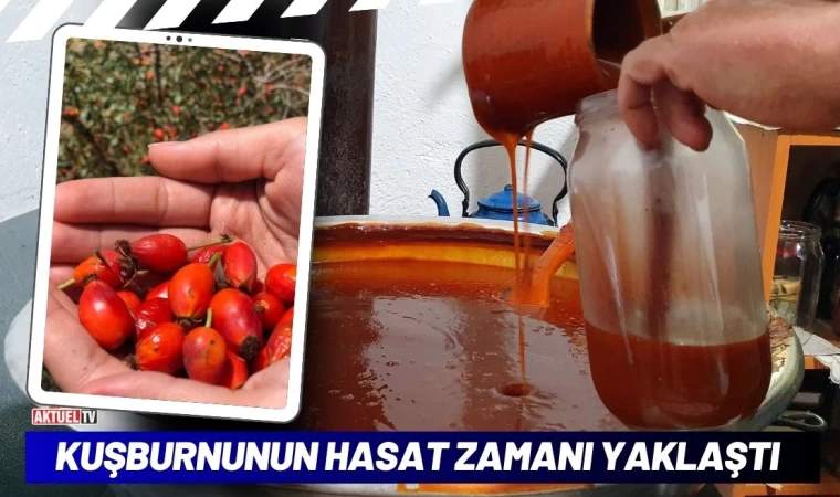 Kuşburnunun Hasat Zamanı Yaklaşıyor