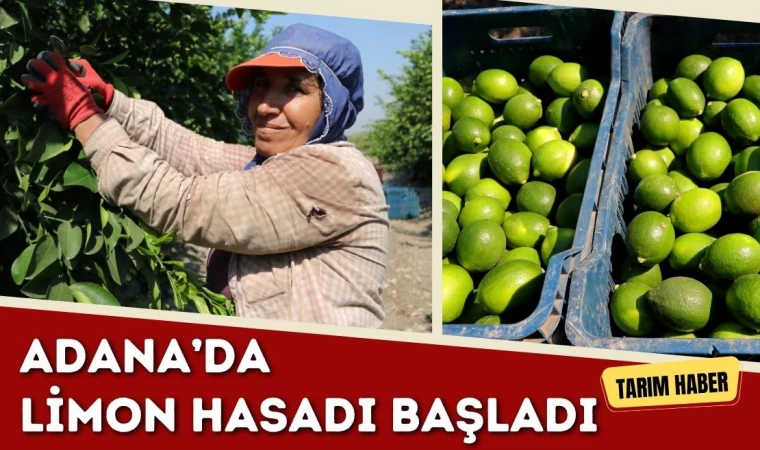 Limonda Hasat Başladı