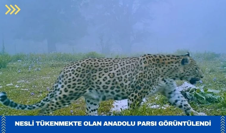 Nesli Tükenmekte Olan Anadolu Parsı Görüntülendi